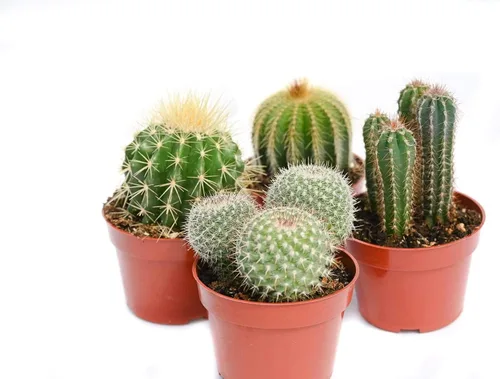 Miniatura 3 de Cactus Plants Live - Plantas de cactus grandes surtidas de 4 pulgadas - Plantas de cactus en maceta totalmente enraizadas - Juego de plantas