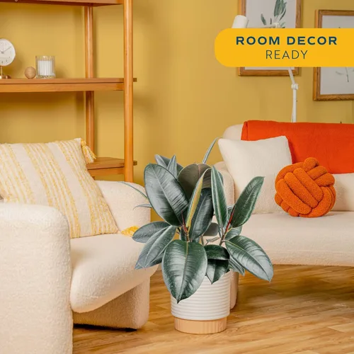 Miniatura 3 de Costa Farms Planta de goma burdeos, árbol ficus elastica vivo para interiores en maceta de vivero, mezcla de tierra para maceta, regalo para Maceta