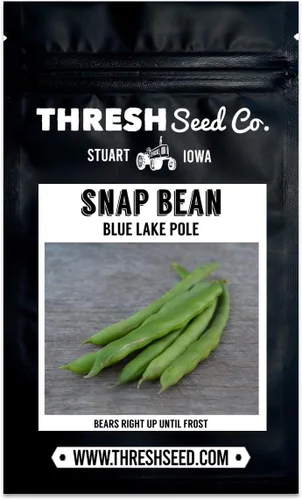 Miniatura 4 de Blue Lake Pole Bean - 25 semillas – Variedad Heirloom Snap, cultivadas en Estados Unidos, semillas de frijol verde sin OMG para plantar al aire