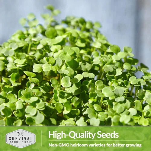 Miniatura 6 de 1 paquete de microgreens de rúcula para plantar y cultivar – Semilla para plantar microvegetales de hoja verde en interiores – Cultiva tu propio