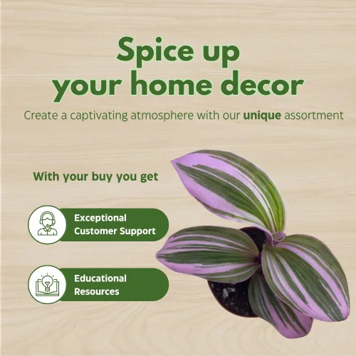 Miniatura 6 de Surtido de Wandering Due, variedad Tradescantia, 2 pulgadas, juego de 3 pequeñas mini plantas Pixie