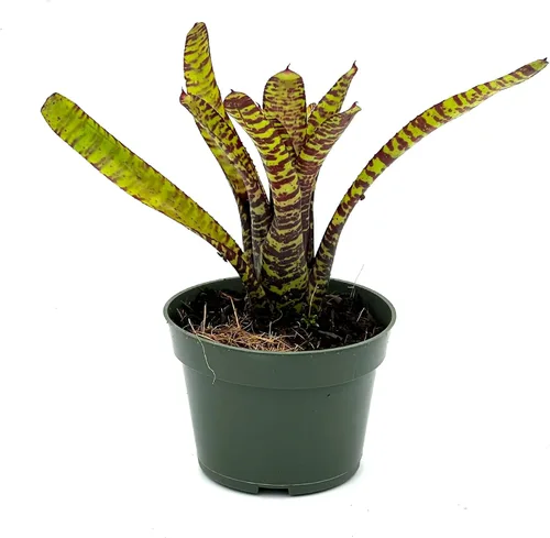 Miniatura 10 de ragnaroc Plantas vivas – Bromelia Billbergia Casa Blanca, 8-12" en maceta de 4" - 1 unidad - Llegada viva garantizada - Plantas