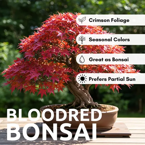 Miniatura 2 de Semillas de árbol de bonsái, arce rojo japonés, más de 20 semillas, muy apreciadas para bonsái, semillas de arce japonés (ACER palmatum) 20+semillas