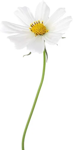 Miniatura 5 de Semillas de flores cosmos "enanas blancas" para plantar, más de 100 semillas por paquete, semillas de jardín de Isla (semillas de jardín de Isla)