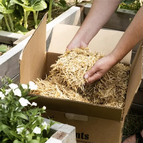 Miniatura 3 de Caja de mantillo GardenStraw de HealthiStraw, 2 pies cúbicos (10 lb) – Paja de trigo 100% natural y sostenible para jardines, siembra de césped