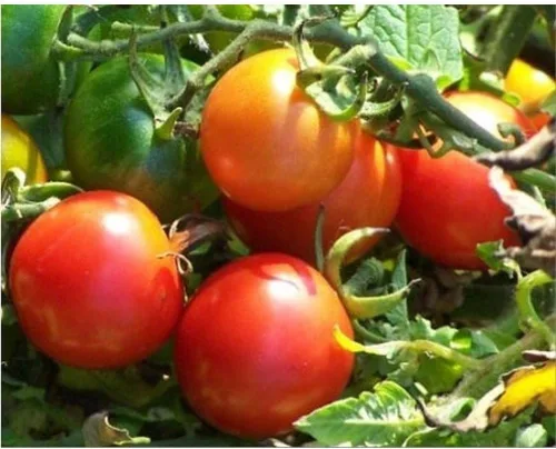 Tommy Toe Semillas de tomate (40 semillas) Semillas para plantar, granja, cultivo en jardín, invernadero, verduras, frutas