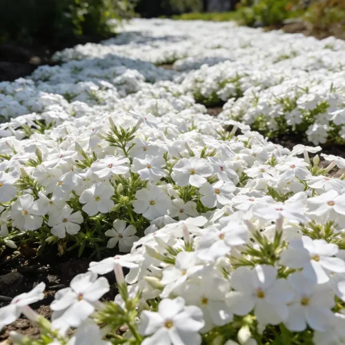 Miniatura 3 de CarpetC - Más de 1000 semillas de Phlox blancas para plantar, flores de verano fragantes de hoja perenne rastreras Phlox subulata, cubierta