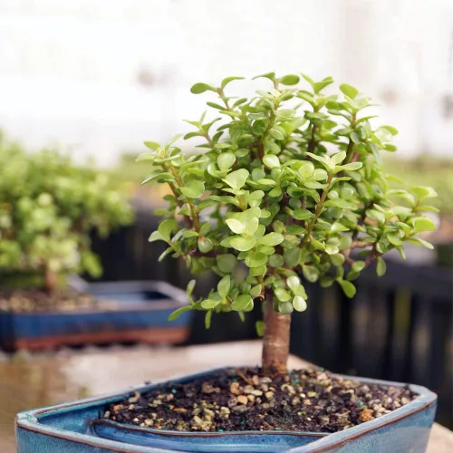 Miniatura 3 de Brussel's Bonsai Árbol Bonsái de Jade Enano Vivo, Interior - Mediano, 4 Años de Edad, 8 a 12 Pulgadas de Alto - Maceta Decorativa de Agua