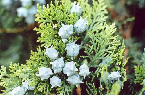 Miniatura 3 de 40 Semillas de árboles orientales de arborvitae para plantar - Platycladus orientalis