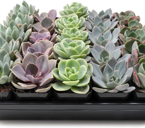Miniatura 2 de Mountain Crest Gardens Echeveria - Paquete de suculentas a granel – 25 plantas de roseta vivas, 5 de cada una de 5 variedades, enraizadas en macetas