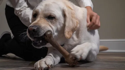 Miniatura 7 de Hero - Hueso de fémur Bonetics - Huesos de perro - Huesos de cachorro - Diseñado para perros extra grandes de hasta 75 libras (aroma a madera)