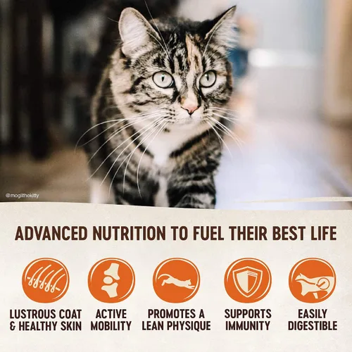 Miniatura 4 de Wellness CORE Alimento seco para gatos, sin granos, receta original, pavo, bolsa de 5 libras, paquete de golosinas naturales sin granos para gatos
