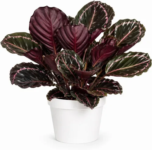 Miniatura 28 de Agloanema Garnet House Plant, Chinese Evergreen Live Plant for Indoor Spaces, Colorful Aglaonema Live Plant, Feng Shui Plants Live Houseplants for
