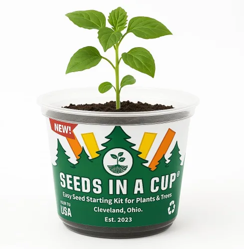 Miniatura 6 de Arce Japonés Kit de cultivo de semillas Seeds in A Cup