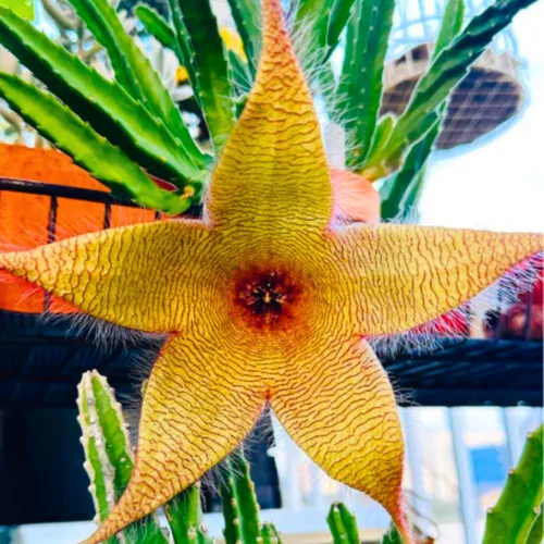 Juego de 2 plantas raras de cactus de estrella de mar vivas en maceta de 2 pulgadas, cactus pequeños suculentos bien arraigados de 4 a 8 pulgadas de
