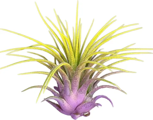 Miniatura 3 de Planta de aire Rainbow Tillandsia, planta de aire Tillandsia, planta de aire, purificación de aire, planta de casa, decoración y regalo