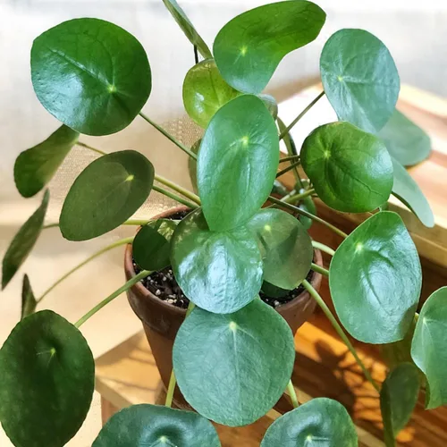 2 plantas vivas de Pilea Peperomioides, plantas de interior de Pilea Peperomioides, plantas de interior viven sin maceta para plantar