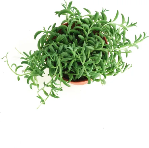 Miniatura 3 de Shop Succulents Cadena de plátanos colgantes suculentas, Senecio Radicans, planta suculenta viva de 4 pulgadas totalmente arraigada, planta