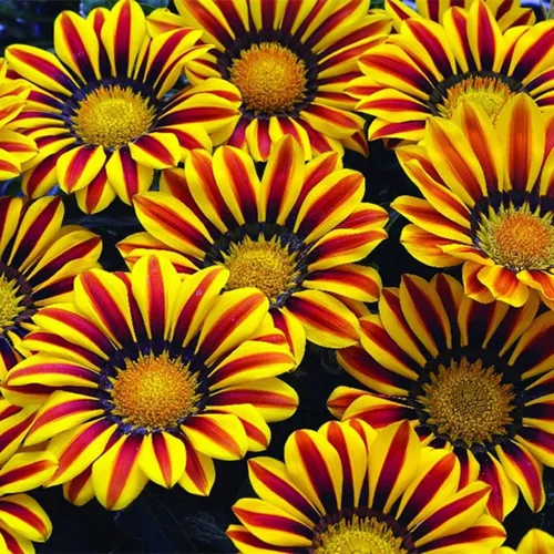 Semillas de flores de Gazania rojas y amarillas para cultivar, fabricadas en Estados Unidos, se envía desde Iowa, ideal con caléndula o rosas.