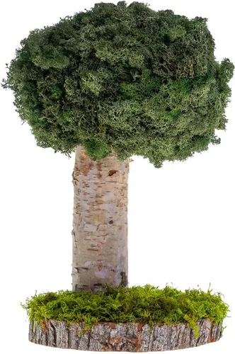 Plantas reales sin riego, diseño artístico de musgo preservado y decoración, arreglo de plantas verdes naturales para interiores para el hogar y la