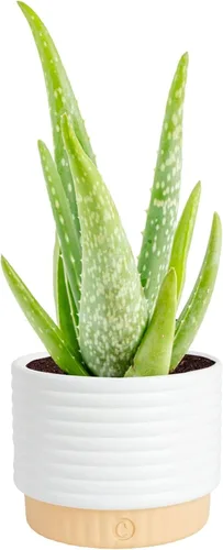 Costa Farms Planta viva de aloe vera en maceta decorativa, fácil de mantener, suculenta purificadora de aire, decoración del hogar, habitación u