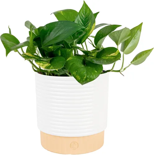 Miniatura 11 de Costa Farms - Planta de Potos