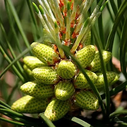 Miniatura 2 de MySeeds.Co, semillas de árbol Pinus taeda (pino loblolly, pino incienso) por MySeeds.Co, elige la cantidad (1/4 oz (250 semillas))