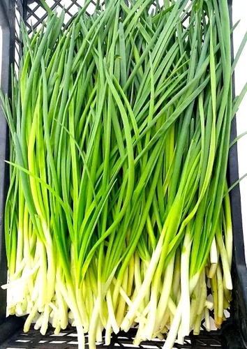 Miniatura 6 de Semillas de cebolla verde en racimo de cebolletas alrededor de 300 semillas sin OMG para plantar