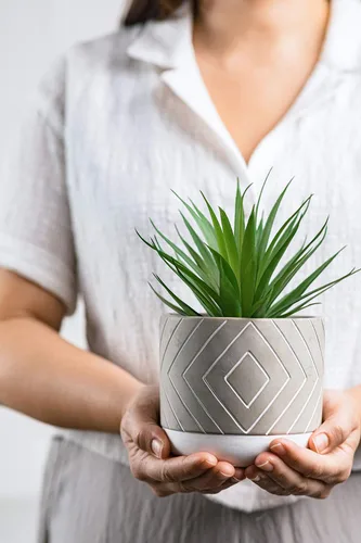 Miniatura 5 de Kurrajong Farmhouse Planta artificial de 8 pulgadas de alto en maceta, pequeña planta sintética para escritorio, baño, estante y mesa auxiliar