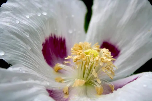 Miniatura 2 de 500 semillas de amapola gigante (Papaver Somniferum Giganteum) reliquia - Polinizado abierto