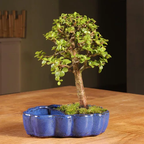 Miniatura 4 de Árbol de bonsái enano vivo de jade de Brussel's Bonsai, para interior - Pequeño, 3 años de edad, de 5 a 8 pulgadas de alto - Árbol de jade en maceta