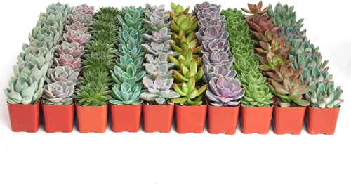 Shop Succulents | Paquete de plantas suculentas en roseta - Colección a granel - Plantas suculentas mini vivas, de bajo mantenimiento, mezcla floral