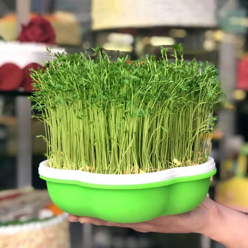 Miniatura 7 de Bandeja para germinar semillas con tapa, forma libre de suciedad y capacidad portátil, sin BPA, verde (2 unidades)
