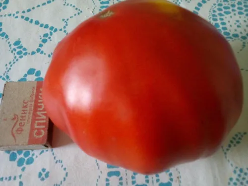 Miniatura 3 de Semillas Red Giant Beefsteak Tomate - Vegetales tradicionales - Sin OGM