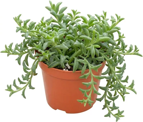Miniatura 3 de Suculentas vivas Othonna Capensis Collar de Rubí (4 pulgadas), plantas suculentas totalmente enraizadas en macetas con tierra, planta