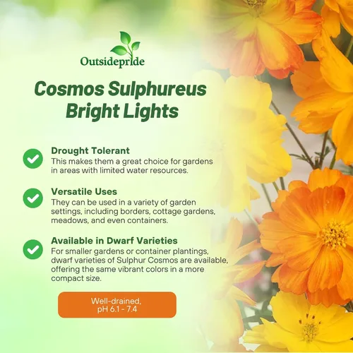 Miniatura 3 de Outsidepride 1000 semillas anuales Cosmos Sulphureus Bright Lights Yellow Cut Flower Seeds para plantar