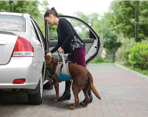 Miniatura 2 de Kurgo Up & About - Elevador de perros – Ayuda para la movilidad de perros mayores – Cómodo pecho acolchado – Correas de soporte ajustables – Arnés