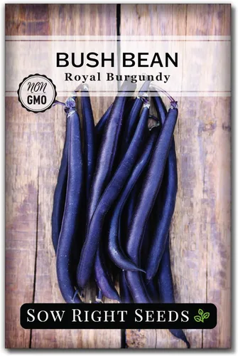 Sow Right Seeds - Semillas de frijol color borgoña real para plantar - Paquete de reliquia sin OMG con instrucciones para plantar un huerto en el