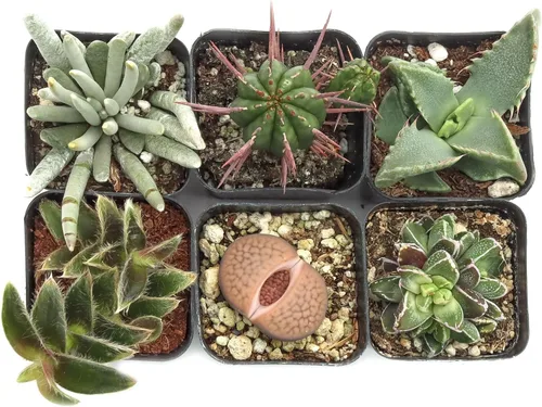 Miniatura 3 de Mountain Crest Gardens Paquete de suculentas raras y únicas, 6 plantas vivas, sin repeticiones, enraizadas en macetas de 2 pulgadas, suculentas