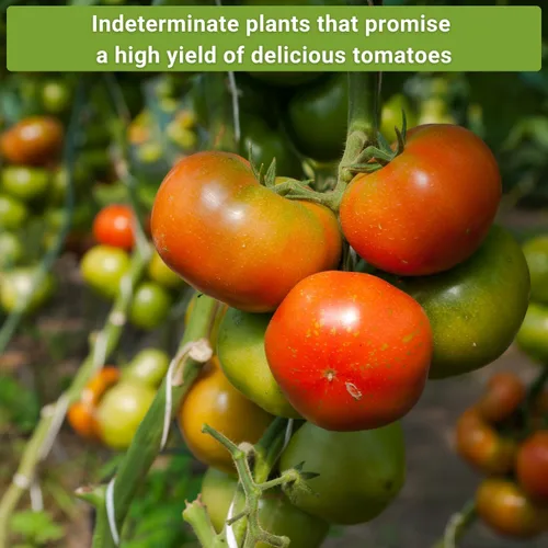 Miniatura 5 de Sow Right Seeds - Colección de semillas de tomate Brandywine para plantar - Incluye variedades rojas, amarillas, negras y rosadas - Tomates