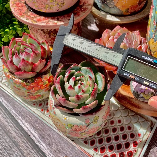 Miniatura 3 de Echeveria Agavoides Cassius - Kit de suculentas abigarradas, con maceta de plástico, 1 cabeza de planta viva de 2.5 pulgadas, suelo comprimido