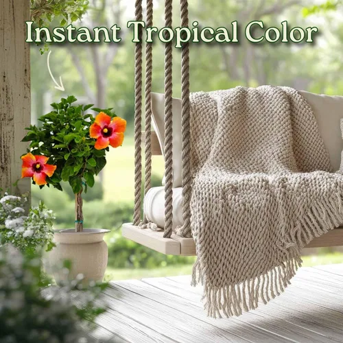 Miniatura 5 de Árbol de Hibisco Vivo Trenzado Fiesta - Altura total de 34" a 38" - Tropical Plants of Florida (Planta en maceta de cultivo)