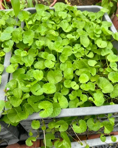Miniatura 3 de 1200 semillas Centella – Gotu Kola, Rau Má, Centella Asiatica, Pennywort asiático, Pennywort indio, Brahmi, Mandukaparni – Sin OGM, reliquia