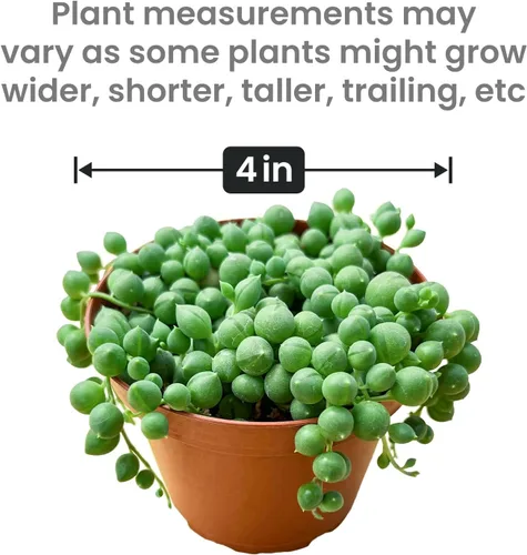 Miniatura 7 de Cadena de perlas (10 cm), plantas suculentas vivas, plantas suculentas completamente enraizadas en macetas con tierra, planta de interior de fácil