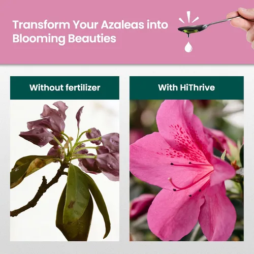 Miniatura 3 de Fertilizante de azalea de 16 onzas para exteriores, hace 16 galones de alimento vegetal de azalea, fertilizante líquido para plantas amantes