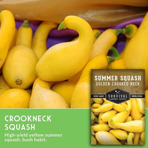 Miniatura 3 de Crookneck - Semillas de calabaza para plantar – Variedad de verano sin OMG – Vegetal de crecimiento rápido de alto rendimiento – Semillas de jardín