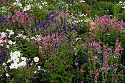 Miniatura 5 de Clary Sage Blue Monday 500 Seeds (Salvia horminum) Heirloom - Open Pollinated