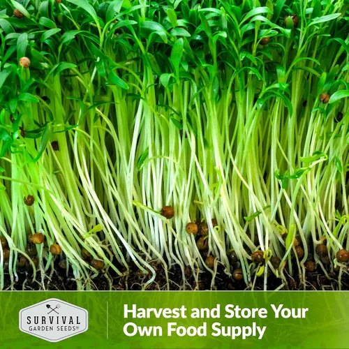 Miniatura 5 de Semillas de cilantro microgreen para germinar – Semillas de cilantro de reliquia sin OMG para microgreens frescos y sabrosos – Cultivo