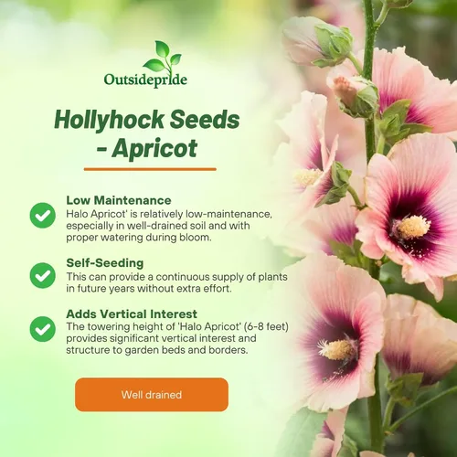 Miniatura 3 de Outsidepride Halo Hollyhock Seeds – 50 piezas de semillas de flores perennes de albaricoque, tolerantes a la sequía de larga duración con flores
