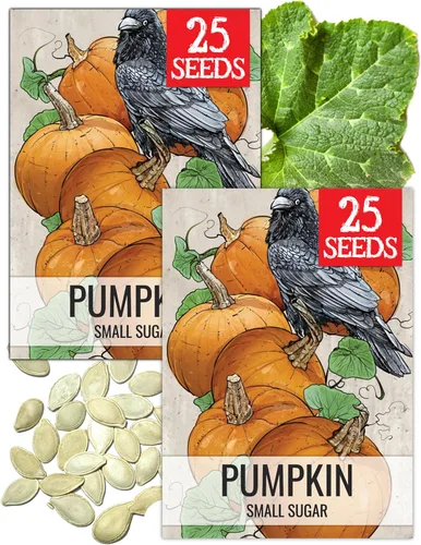 Miniatura 15 de Seed Needs, Jack O' Lantern - Semillas de calabaza – 25 semillas tradicionales para plantar Cucurbita Pepo – Sin OMG y sin tratar, ideal para tallar
